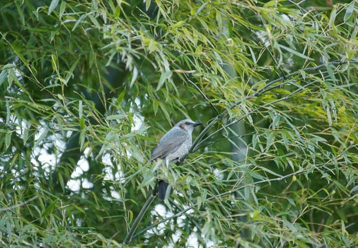 201201171427-DSC09566.jpg