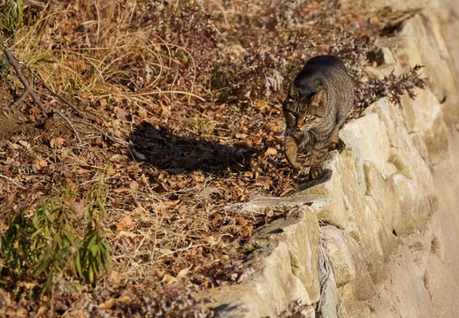 201201171439-DSC09569.jpg