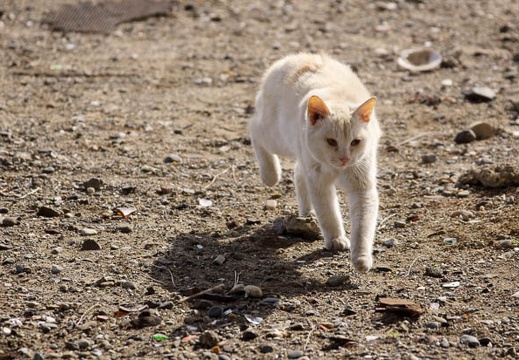 201201181204-DSC09683.jpg