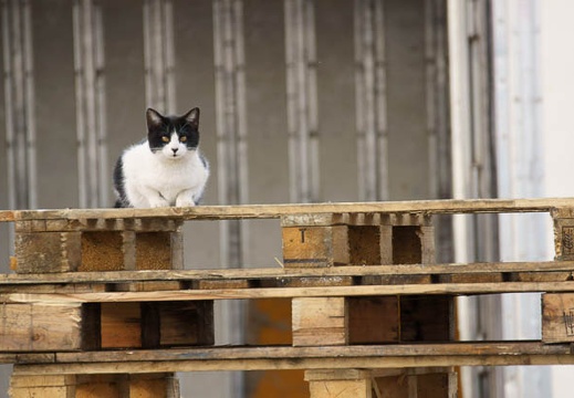 201201181509-DSC00011.jpg