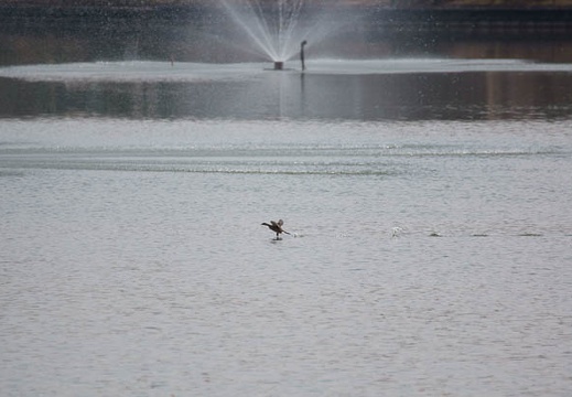 201201191152-DSC00441.jpg