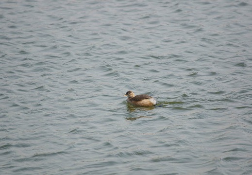 201201191156-DSC00465.jpg