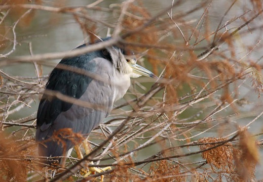 201201191232-DSC00549.jpg