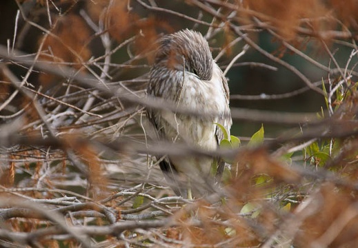 201201191233-DSC00551.jpg