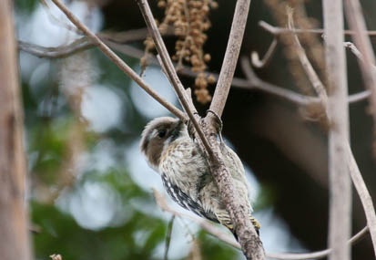 201201191355-DSC00689.jpg