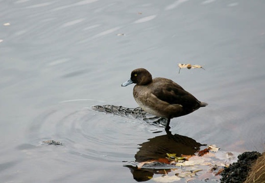 201201191414-DSC00721.jpg