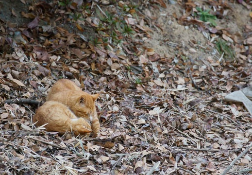 201201191446-DSC00753.jpg