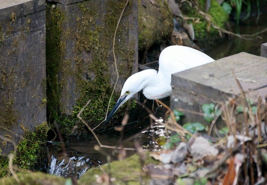 201201231252-DSC00767.jpg