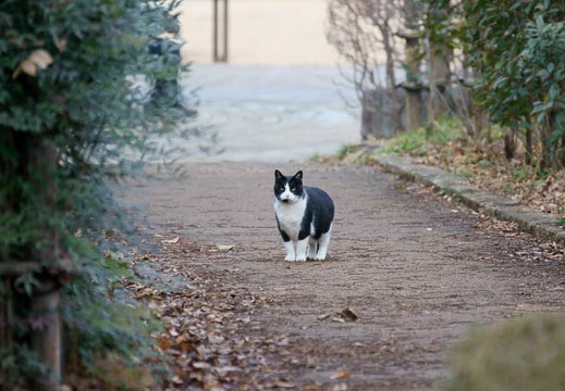 01.23 東高根森林公園