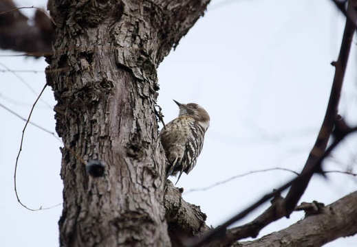 201201231323-DSC00799.jpg