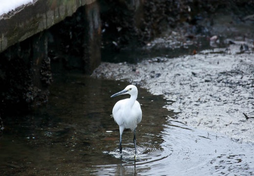 201201241236-DSC00910.jpg
