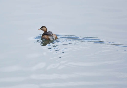 201201241239-DSC00925.jpg