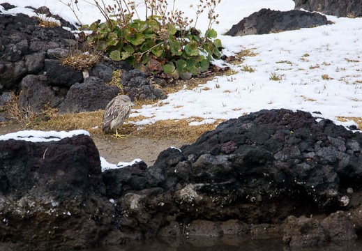 201201241243-DSC00949.jpg