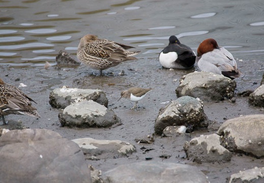 201201241246-DSC00965.jpg