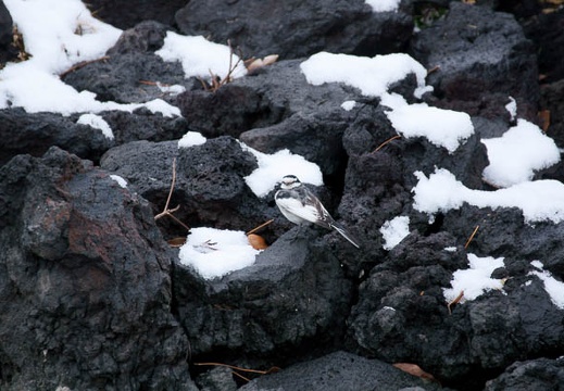 201201241303-DSC01025.jpg