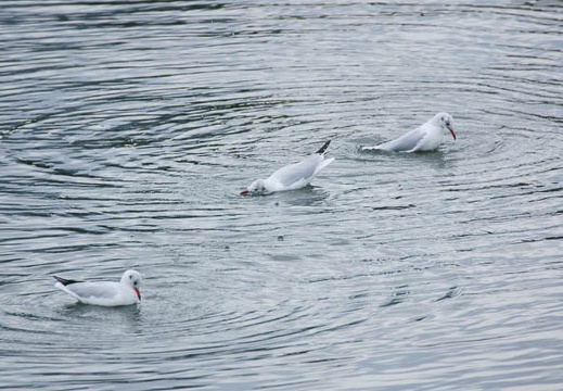 201201241315-DSC01030.jpg