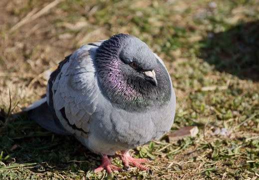 201201301228-DSC02141.jpg