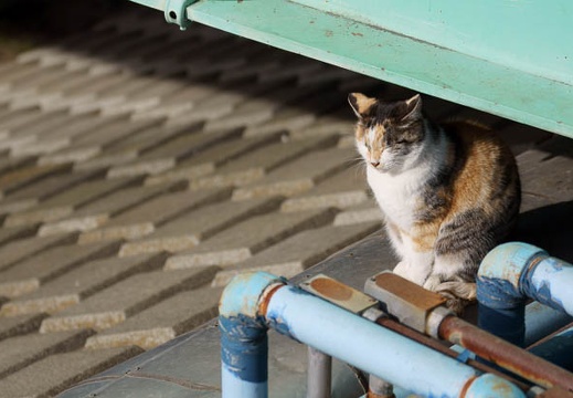 201201301333-DSC02310.jpg