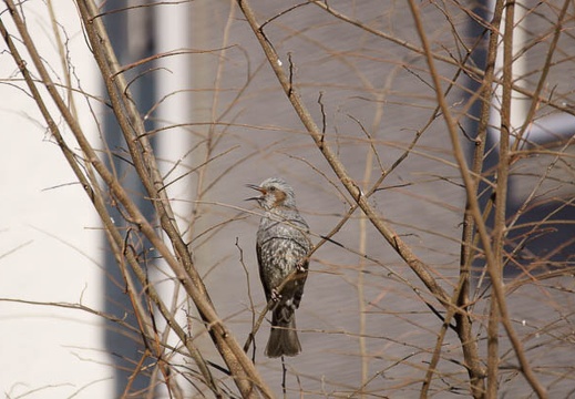 201201301411-DSC02428.jpg