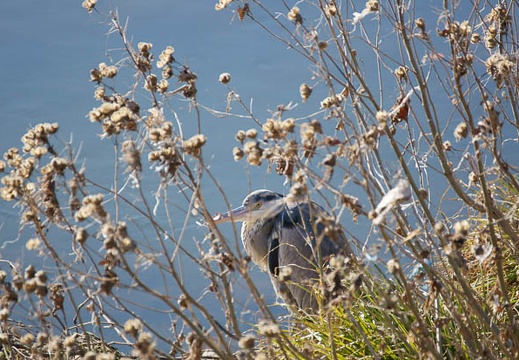 201201301430-DSC02444.jpg