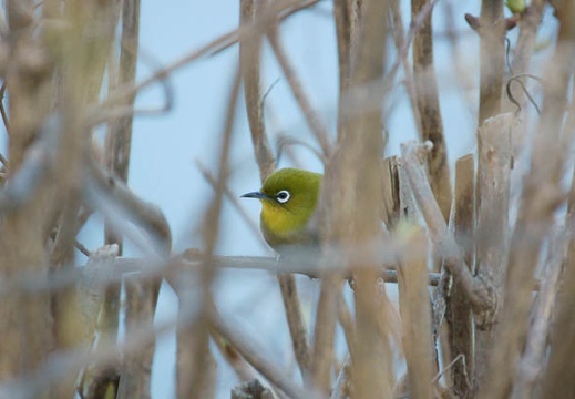 201201301524-DSC02485.jpg