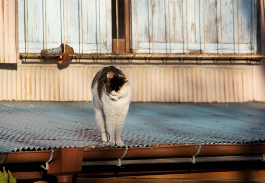 201201301547-DSC02554.jpg
