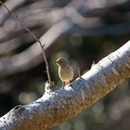 201201311340-DSC02774.jpg