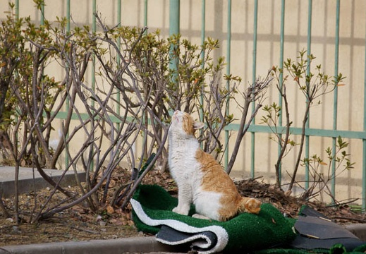 201202021315-DSC03680.jpg