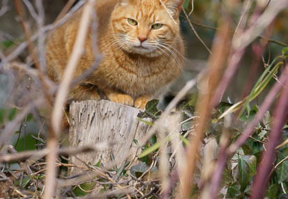 201202021328-DSC03695.jpg