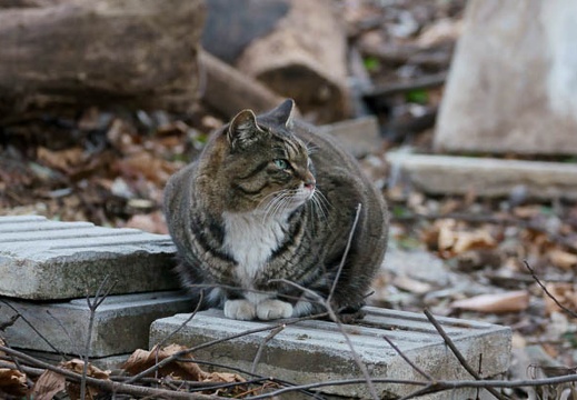 201202021402-DSC03715.jpg