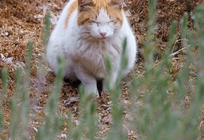 201202021427-DSC03738.jpg