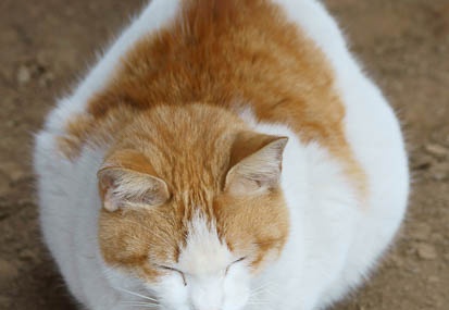 201202021429-DSC03744.jpg