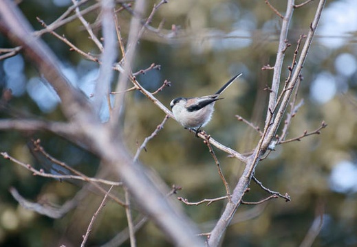 201202021455-DSC03783.jpg