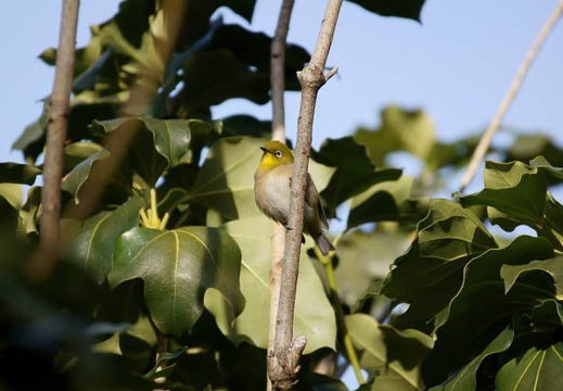 201202021457-DSC03787.jpg
