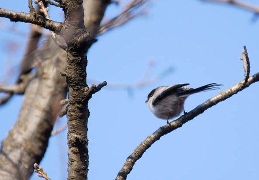 201202021506-DSC03802.jpg