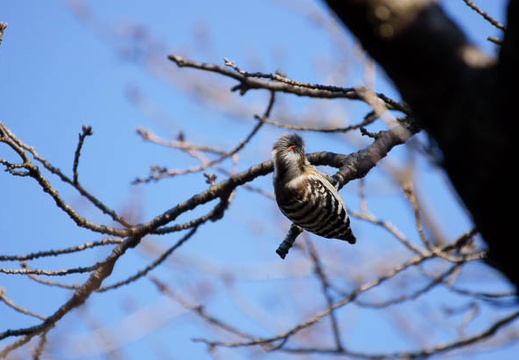 201202021510-DSC03816.jpg