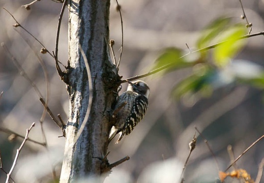 201202021515-DSC03874.jpg