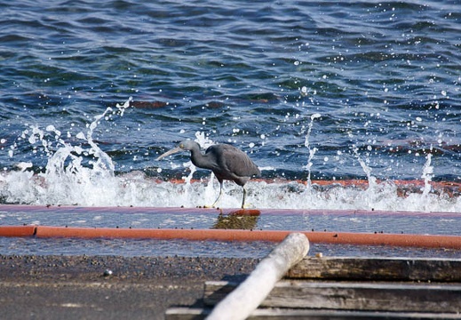 201202031322-DSC04070.jpg