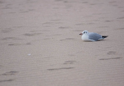 201202031420-DSC04273.jpg