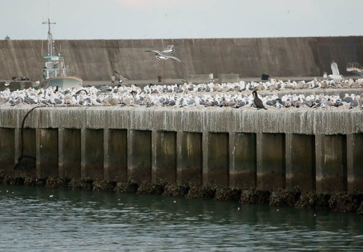 201202031617-DSC04381.jpg
