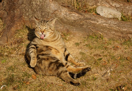 201202050752-DSC04429.jpg
