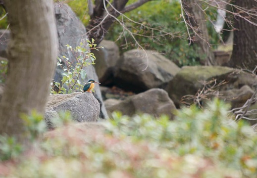 201202151213-DSC07589.jpg