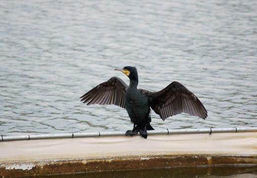 201202151336-DSC07791.jpg