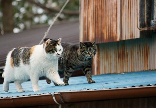 201202151402-DSC07878.jpg