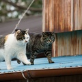 201202151402-DSC07878.jpg