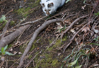 201202151607-DSC07993.jpg