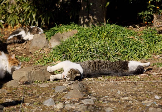 201202171026-DSC08023.jpg