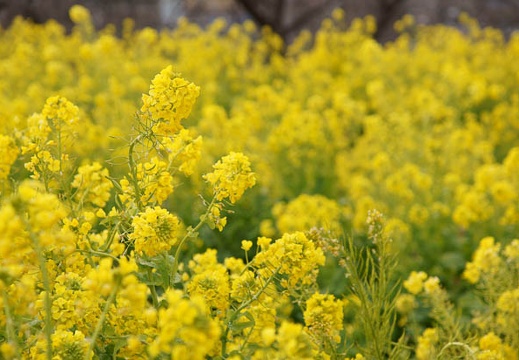 201202171241-DSC08095.jpg