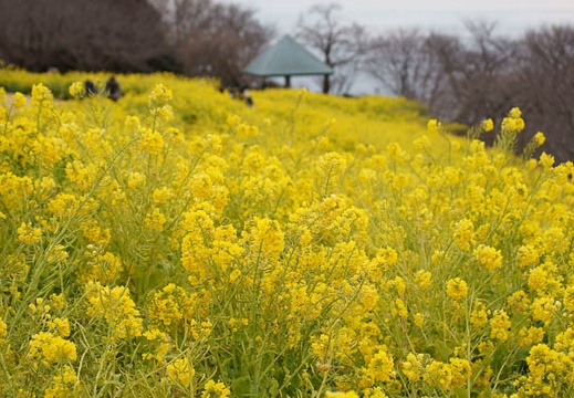 201202171335-DSC08241.jpg