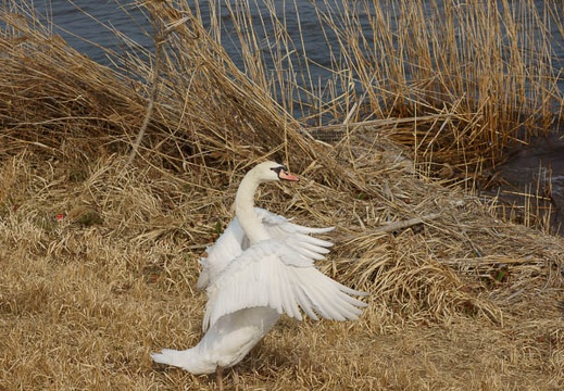 201202221358-DSC00757.jpg